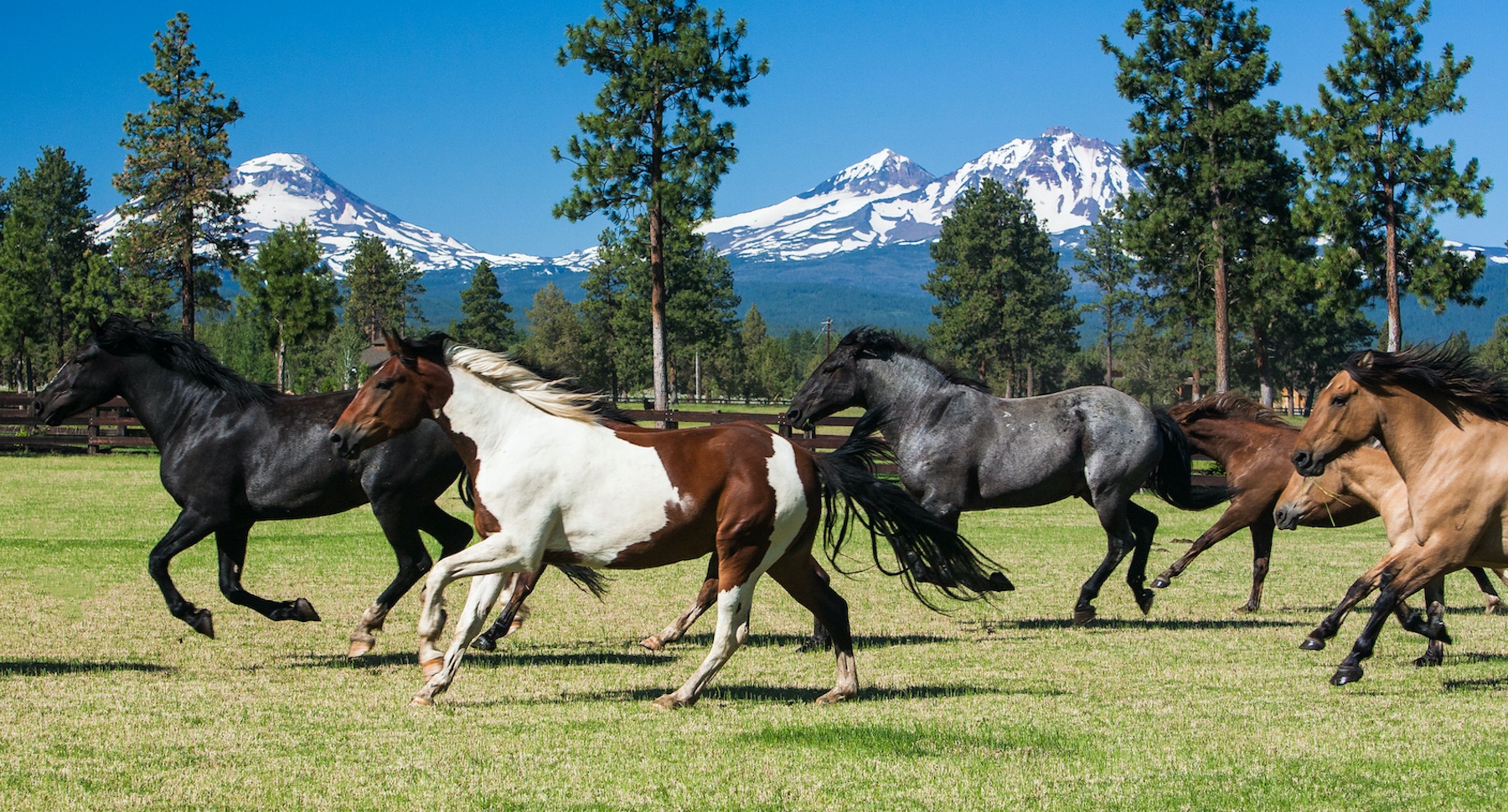 Galloping horses & Cowboy