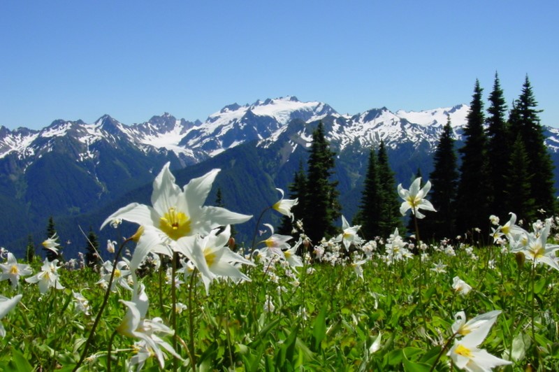 flowers in meadow with snow capped mountains in the background